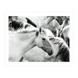 Horses (Print Only) thumbnail