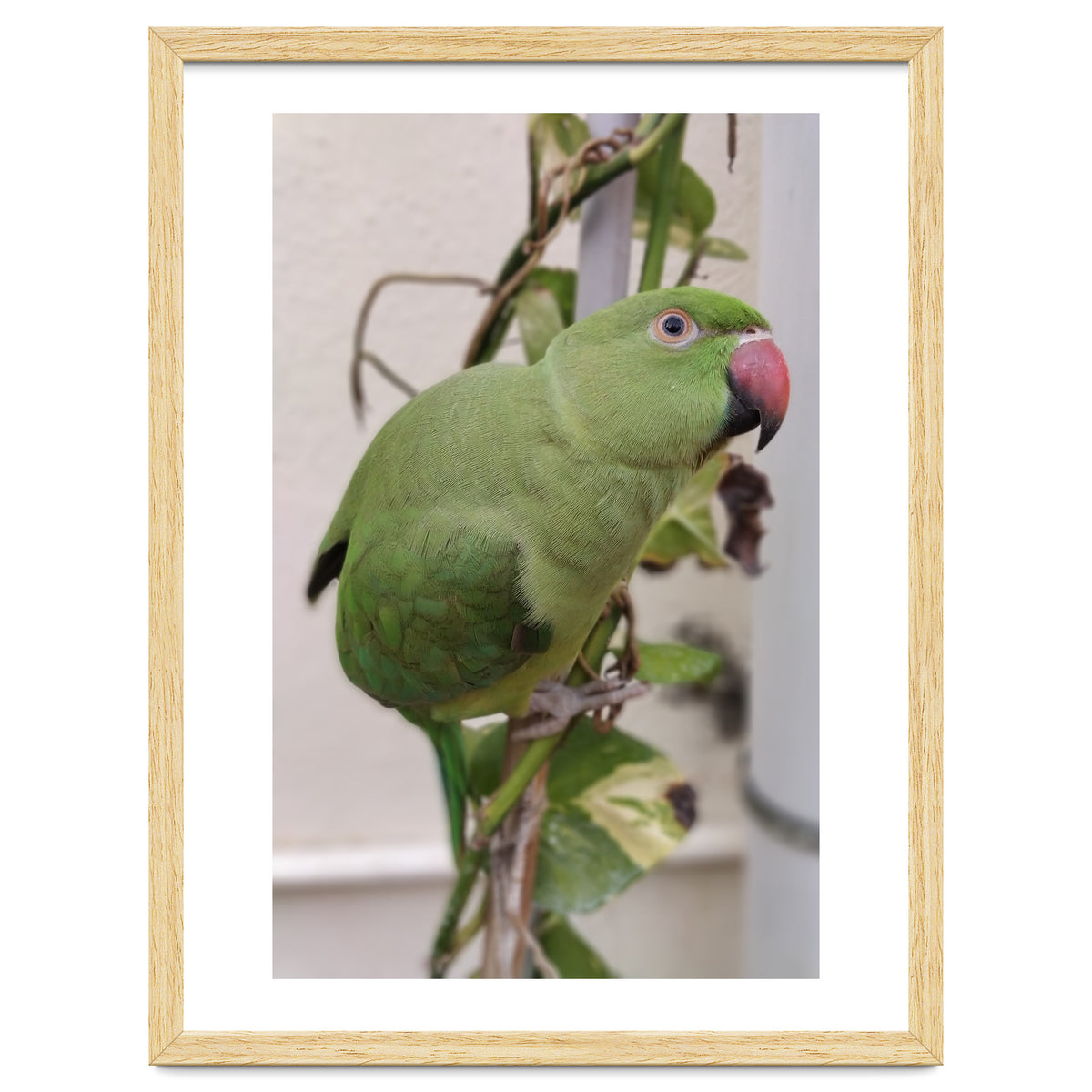 Dazzling Indian Parrot