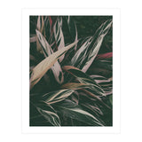 MARANTA LEAVES (Print Only) thumbnail