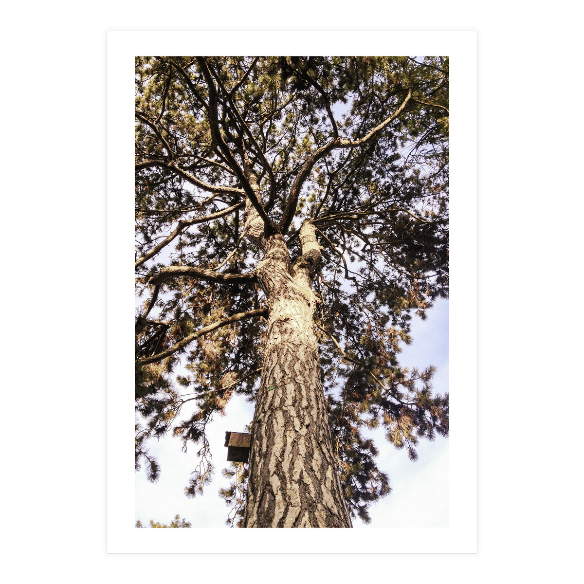 Bucolism 6 (Print Only)