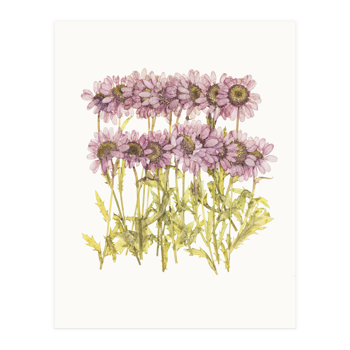 Cc Flower 02 (Print Only)