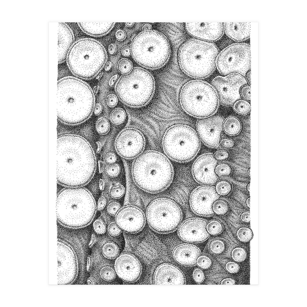 Octopus no. 3 (Print Only)