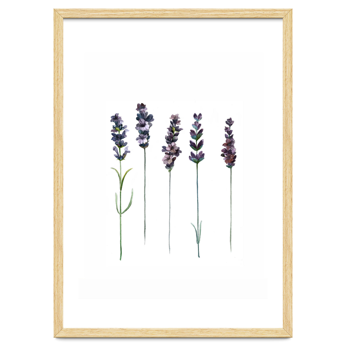 Botanical Illustration Lavender