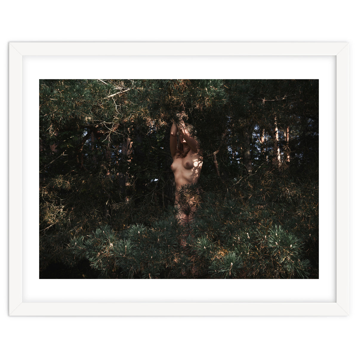 The Eyes of the Forest