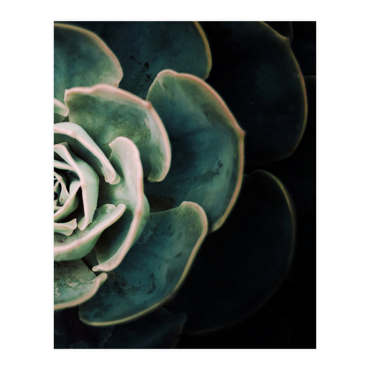 Darkside Of Succulents 4-B (Print Only)