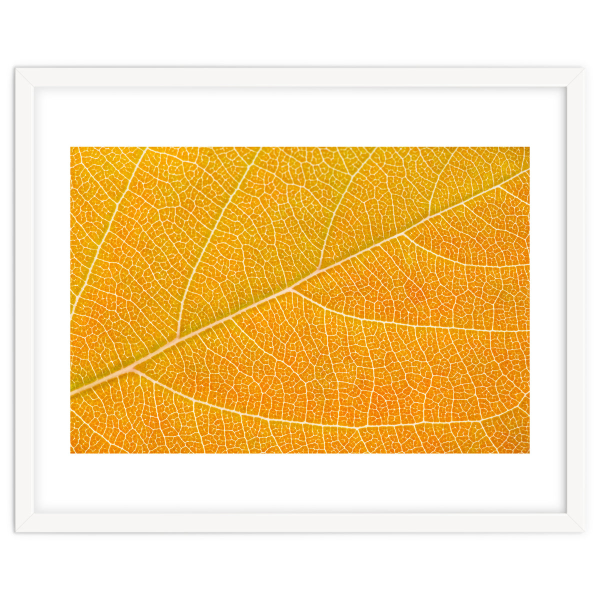 Autumn Leaf