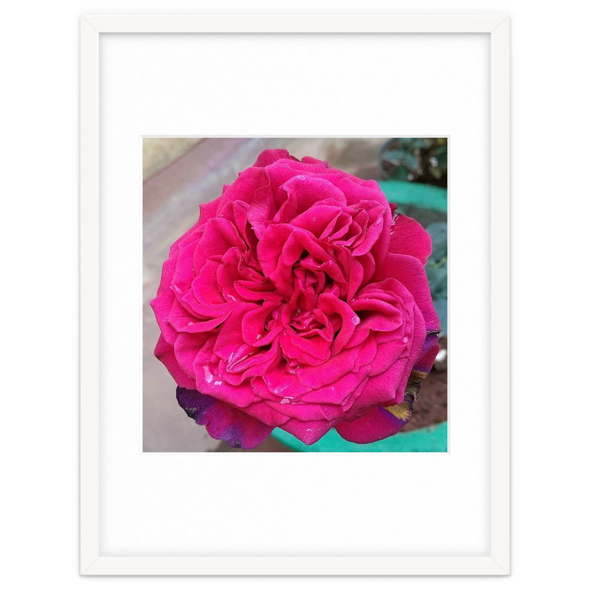 Beautiful Fragrant Rose