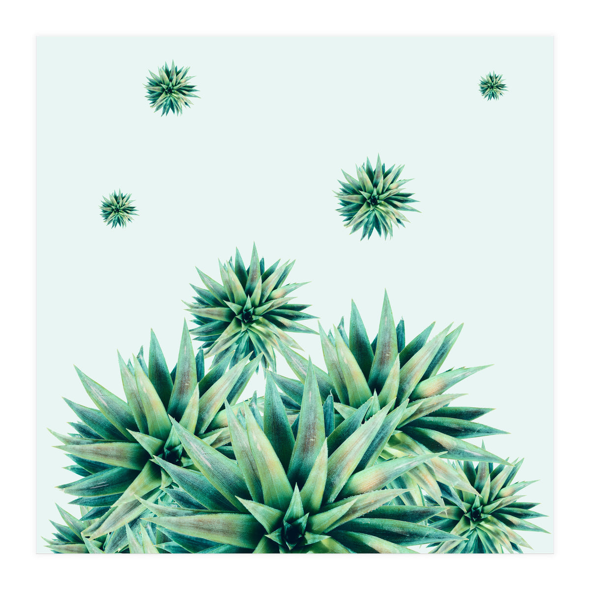 Tropical Stars (Print Only)