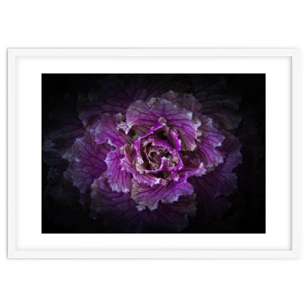 Backyard Flowers No 42 Color Version