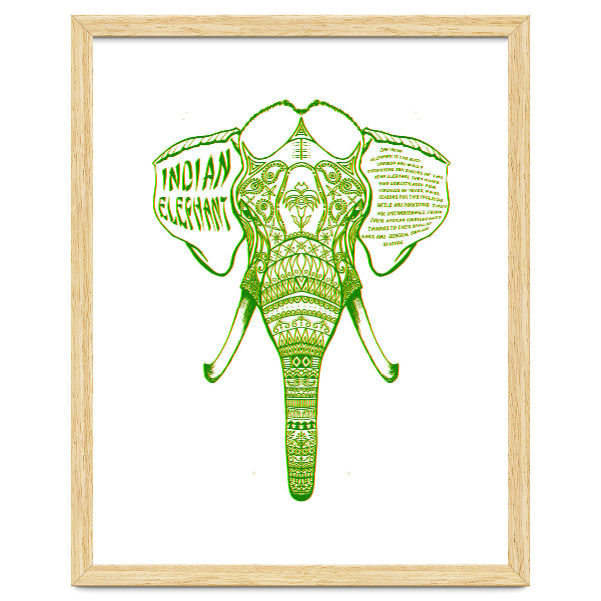 Indian Elephant
