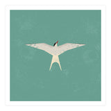 Arctic Tern (Print Only) thumbnail