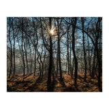 A Special Morning in Heath Warren Woods - Hampshire (Print Only) thumbnail