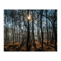 A Special Morning in Heath Warren Woods - Hampshire (Print Only)