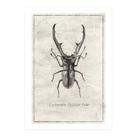 Cyclommatus Metalifer Finae (Print Only)