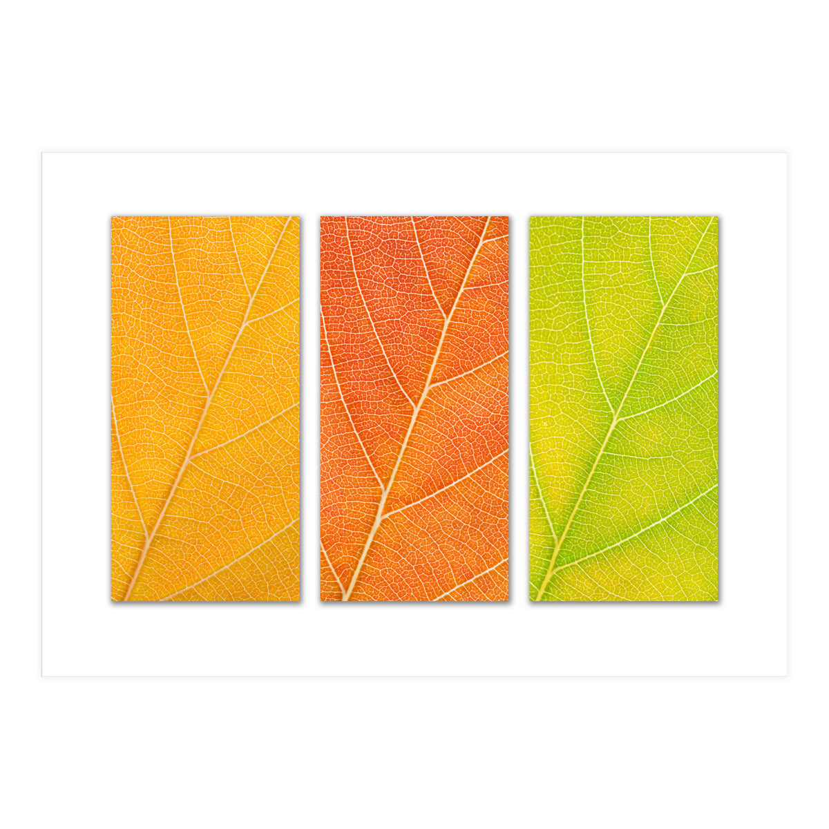 Autumn Leaves (Print Only)