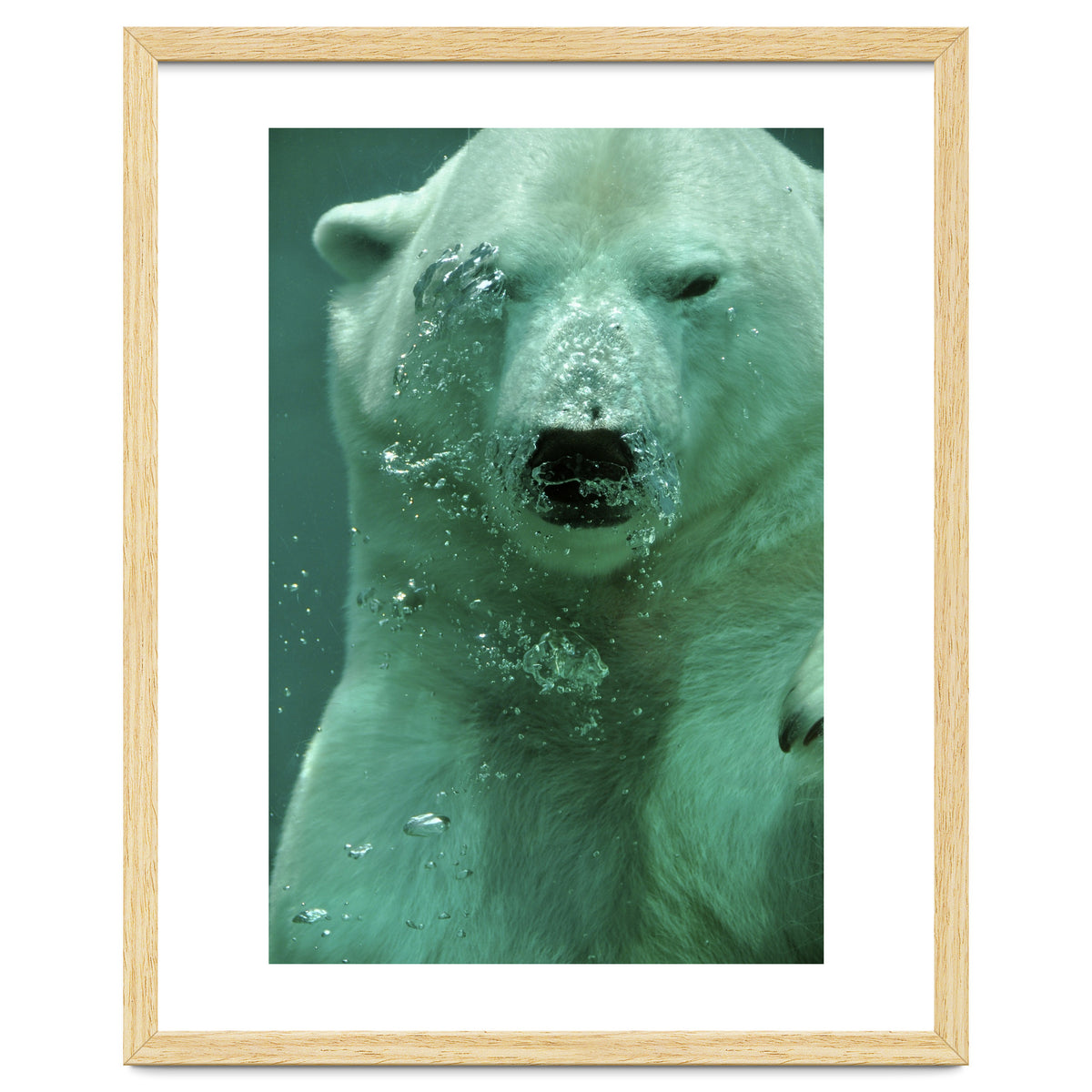 Polar Bear Under Water