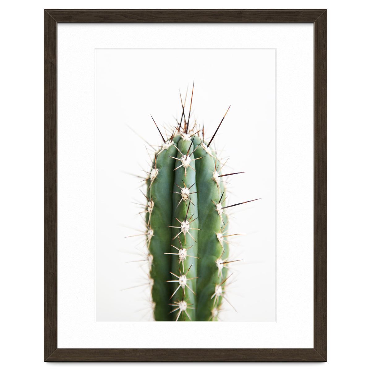 Cacti