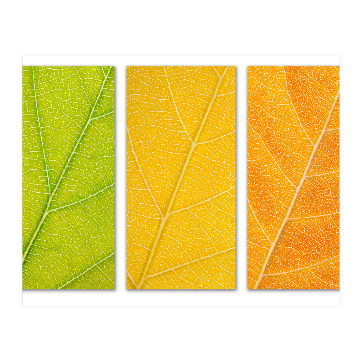 Autumn Leaves (Print Only)