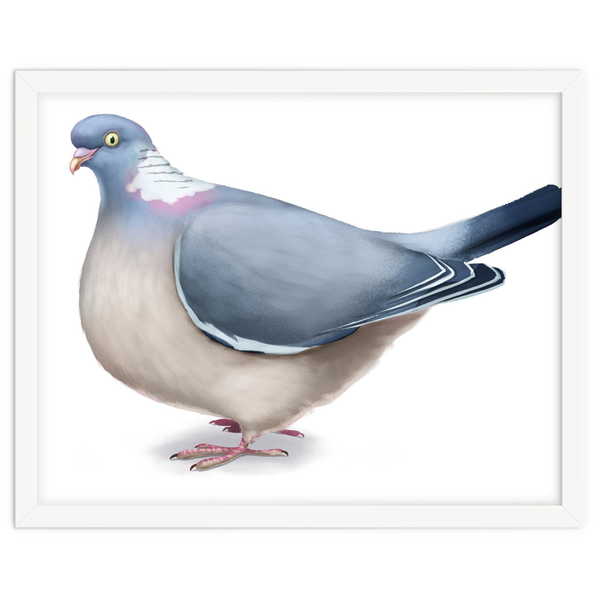 Wood Pigeon