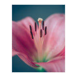 Allure (Print Only) thumbnail
