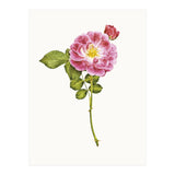 Cc Roses 05 (Print Only) thumbnail