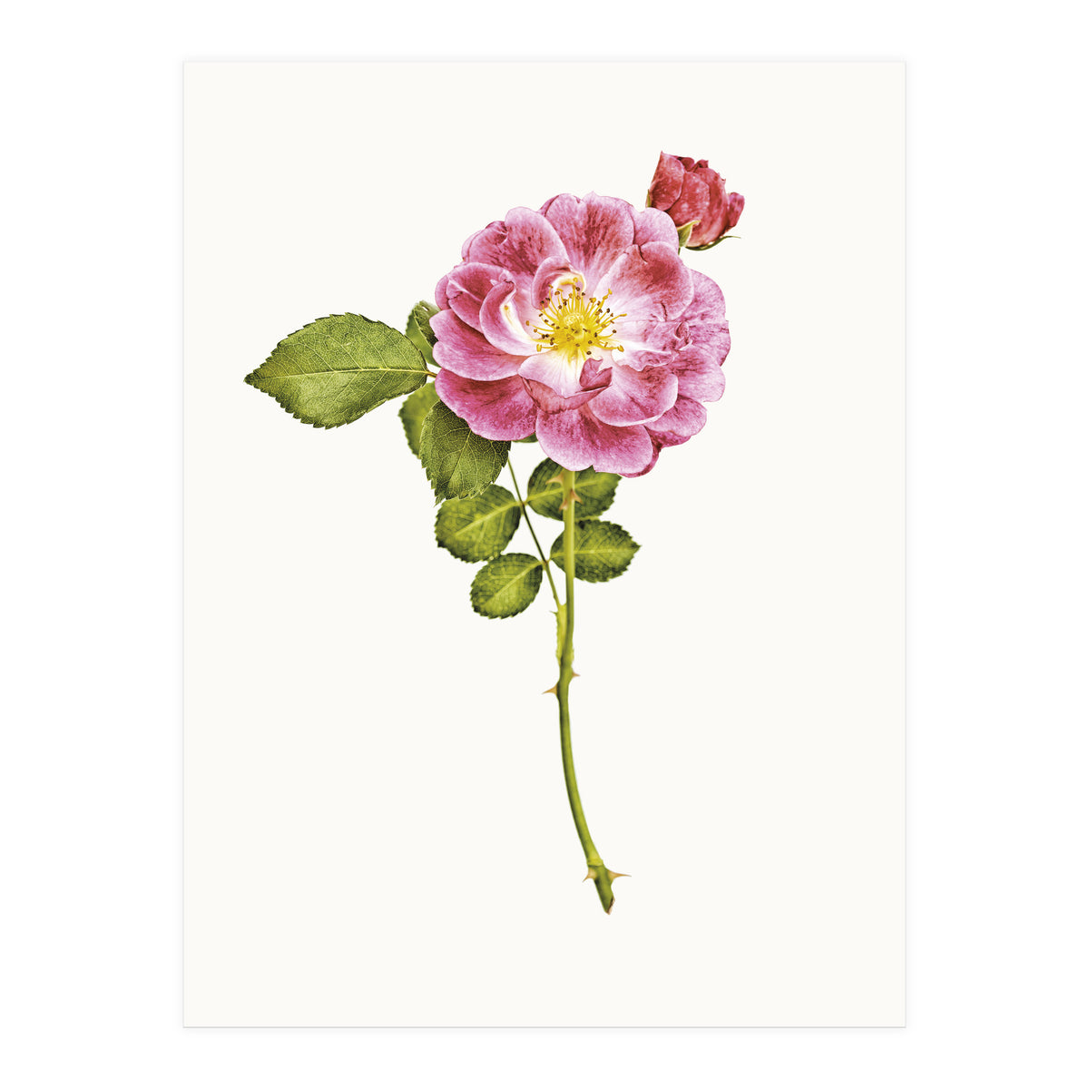 Cc Roses 05 (Print Only)