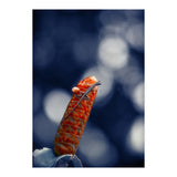 Red Ginger Flower (Print Only) thumbnail