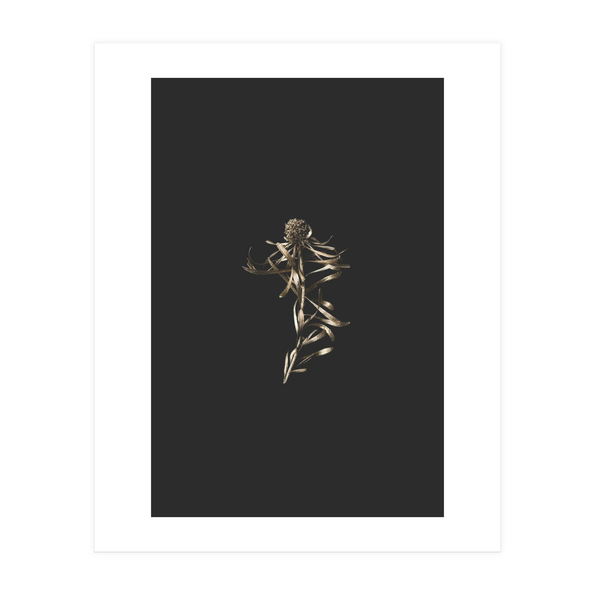 Magical Golden Fynbos (Print Only)
