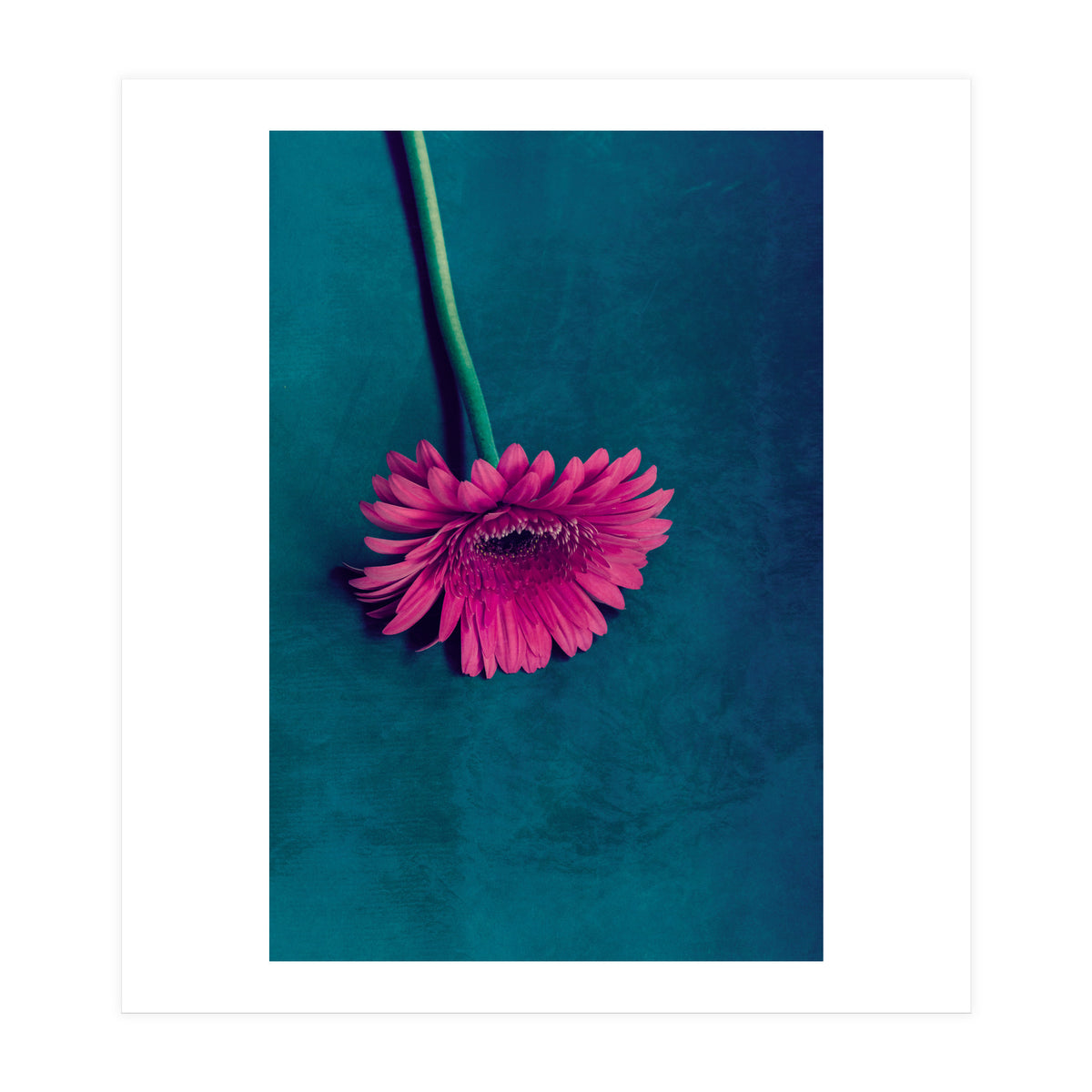 Gerbera for love (Print Only)