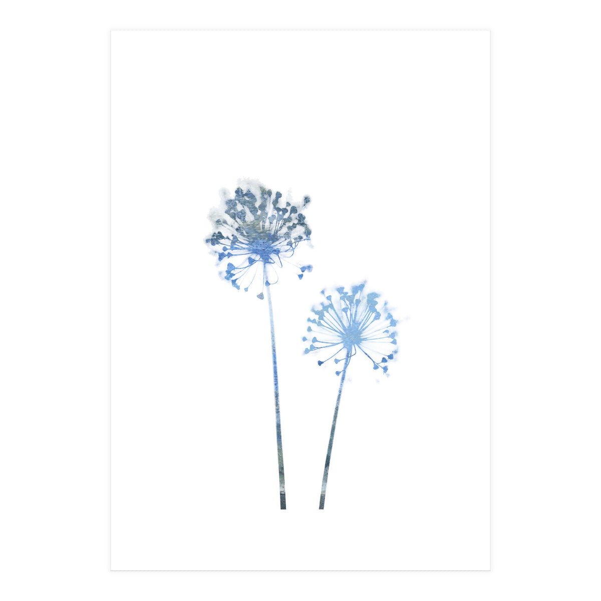 Blue Dandelion (Print Only)