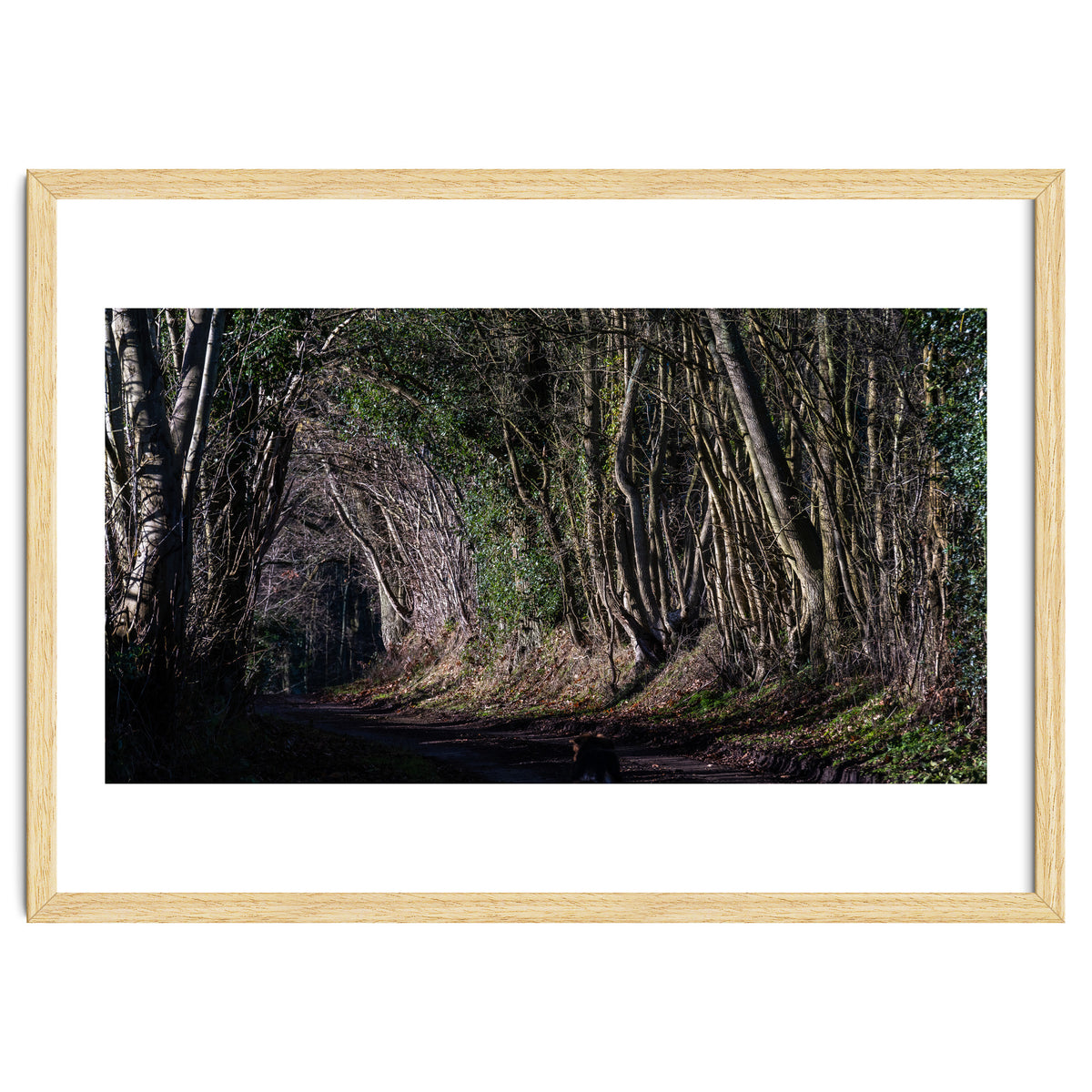 Sunlit Tunnel of Trees