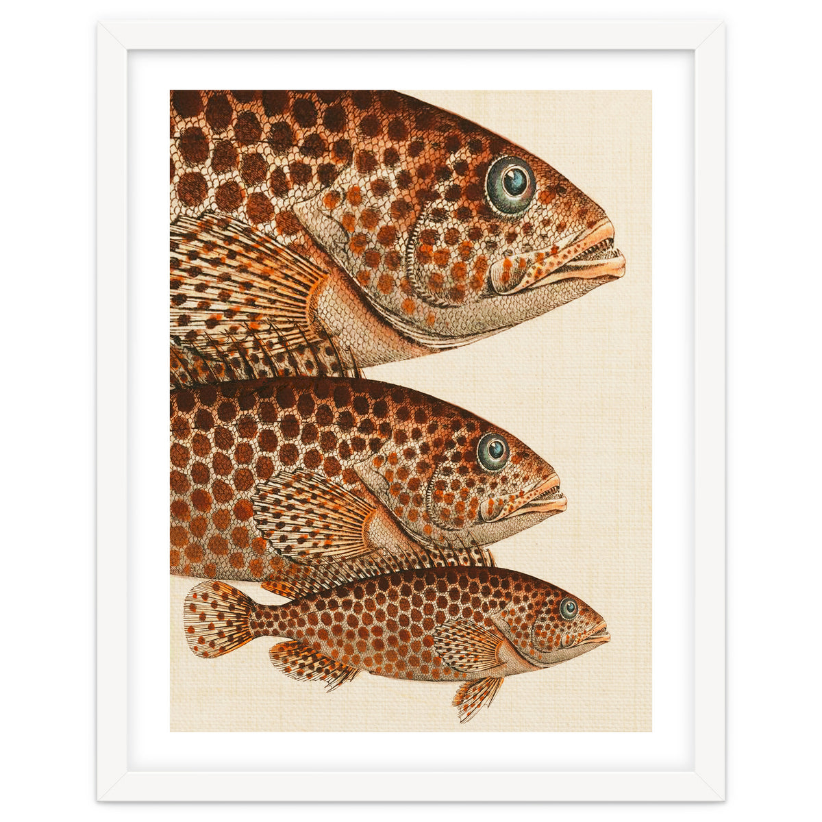 Fish Classic Designs 6