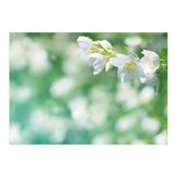 Nature (Print Only) thumbnail