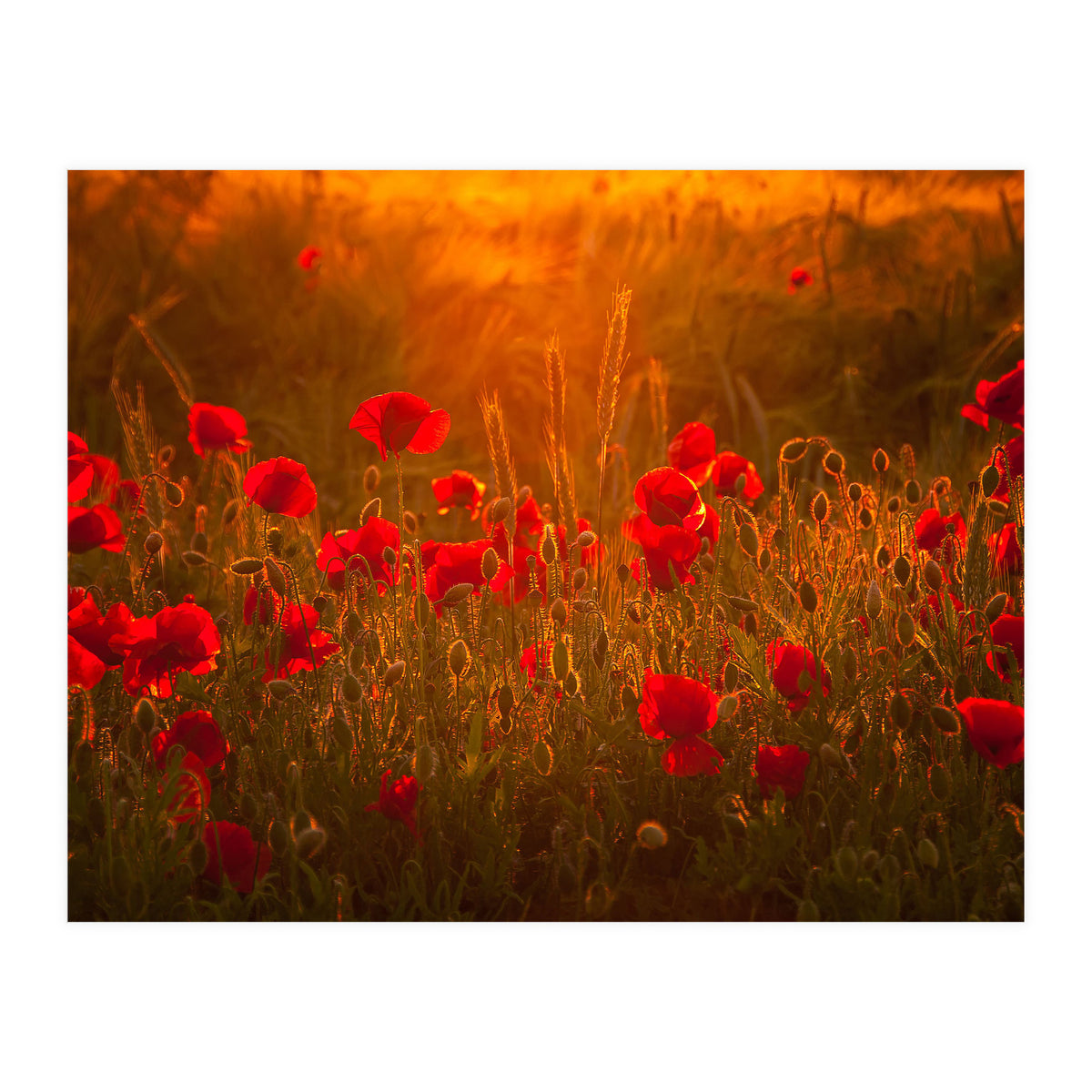 Poppies At Summer (1) (Print Only)