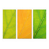 Autumn Leaves (Print Only) thumbnail