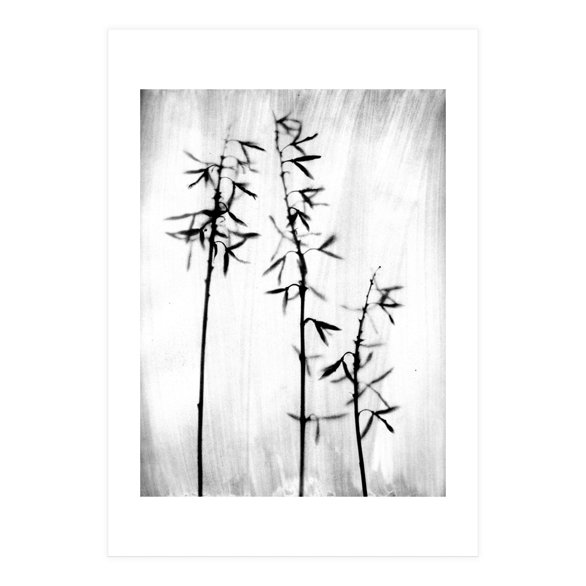 Hosta 3 (Print Only)