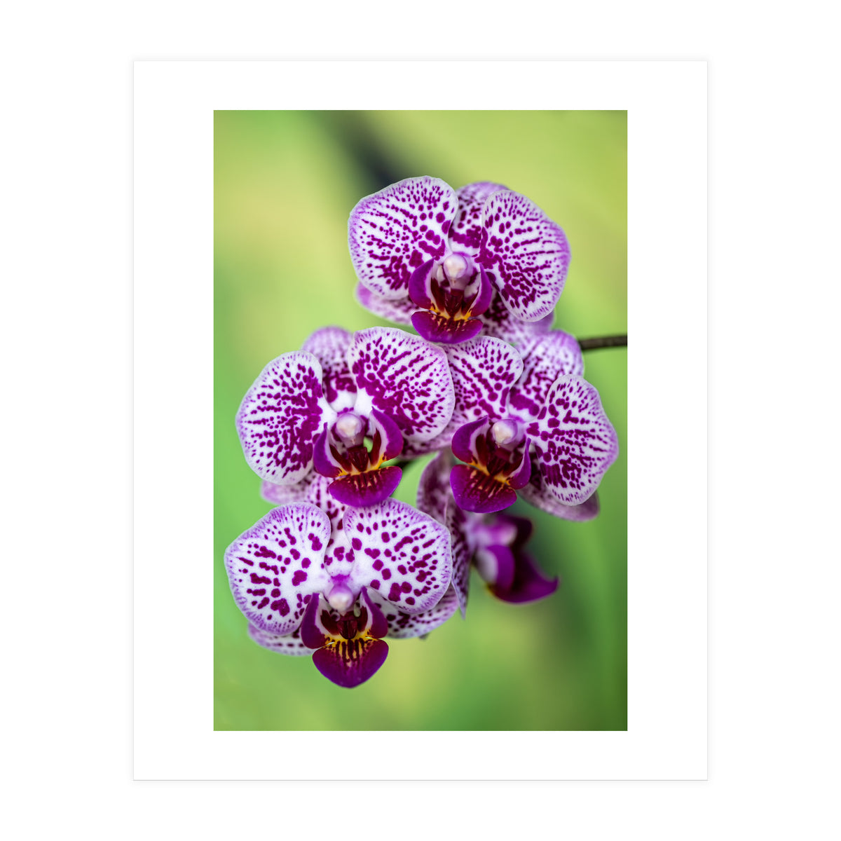 Orchidee Flower (Print Only)