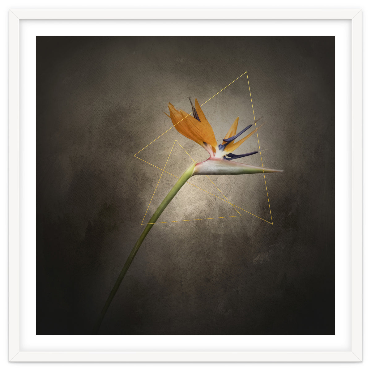 Graceful flower - Strelitzia | vintage style