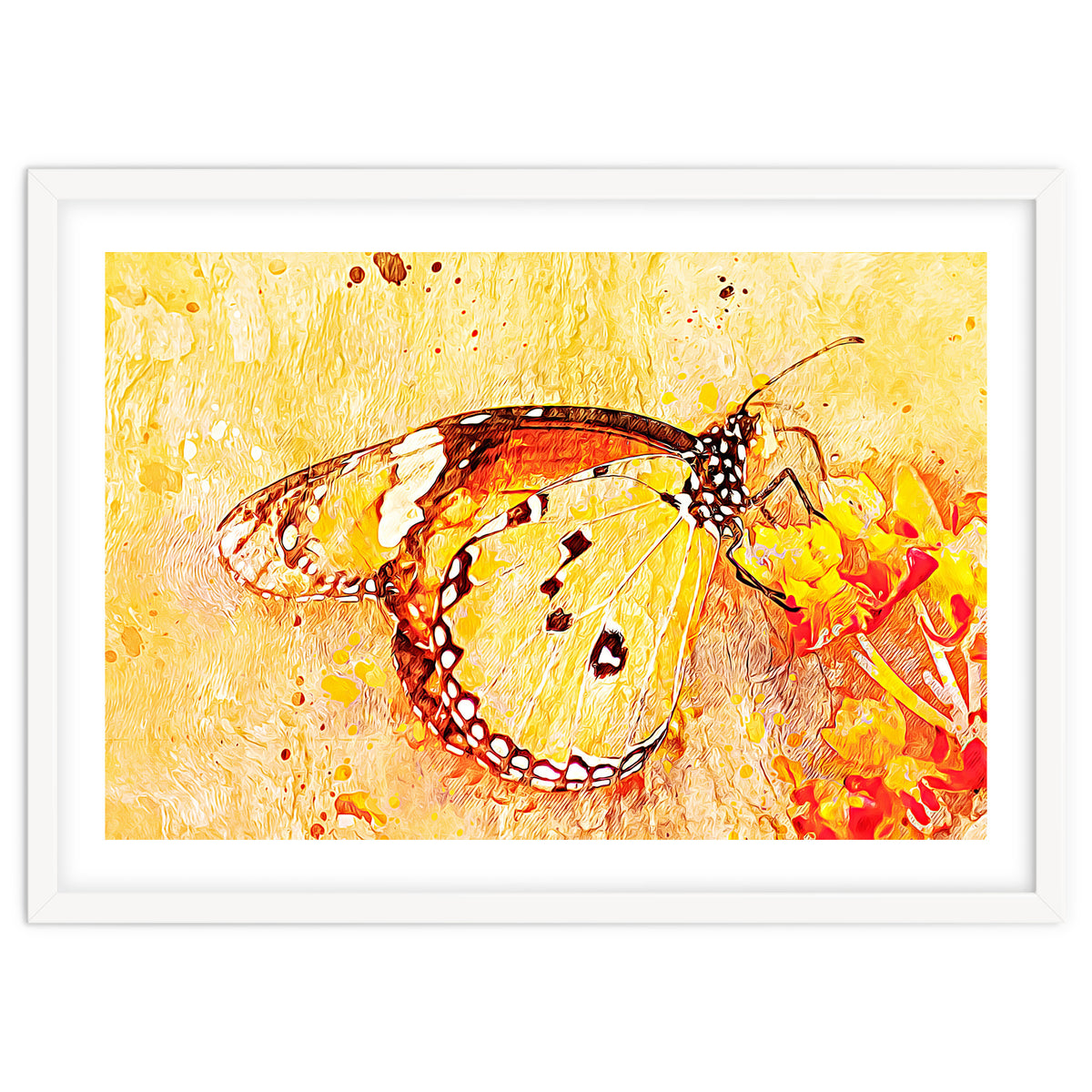 Butterfly On Aclepias