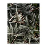 Fern Art (Print Only) thumbnail