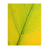 Autumn Leaf (Print Only) thumbnail