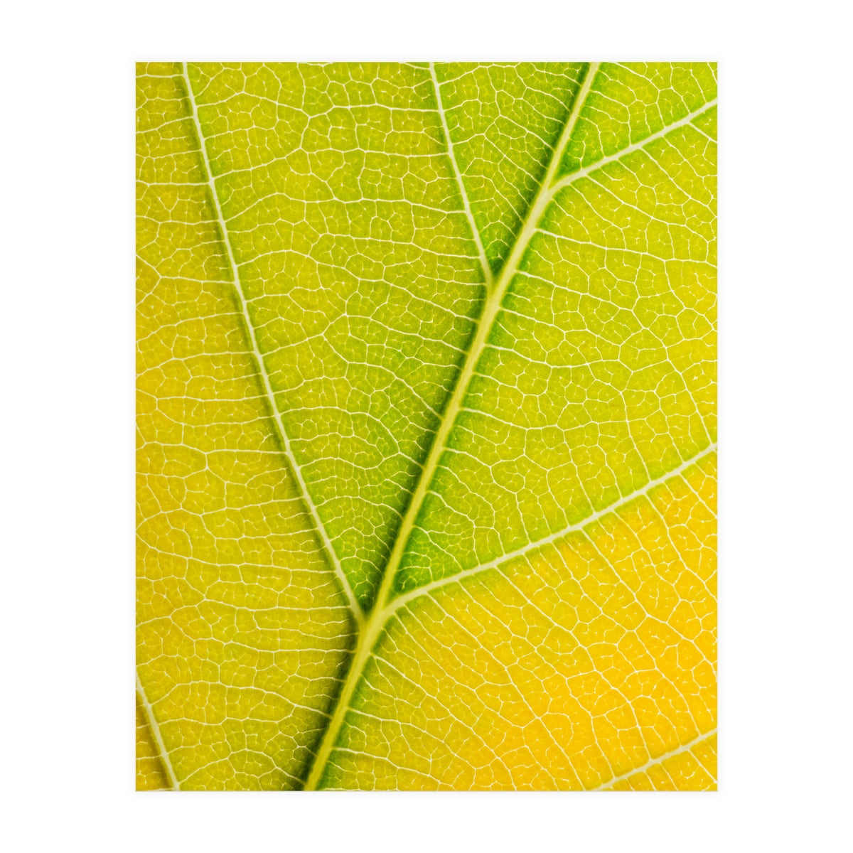 Autumn Leaf (Print Only)