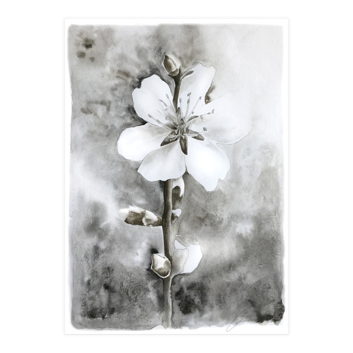White flower (Print Only)