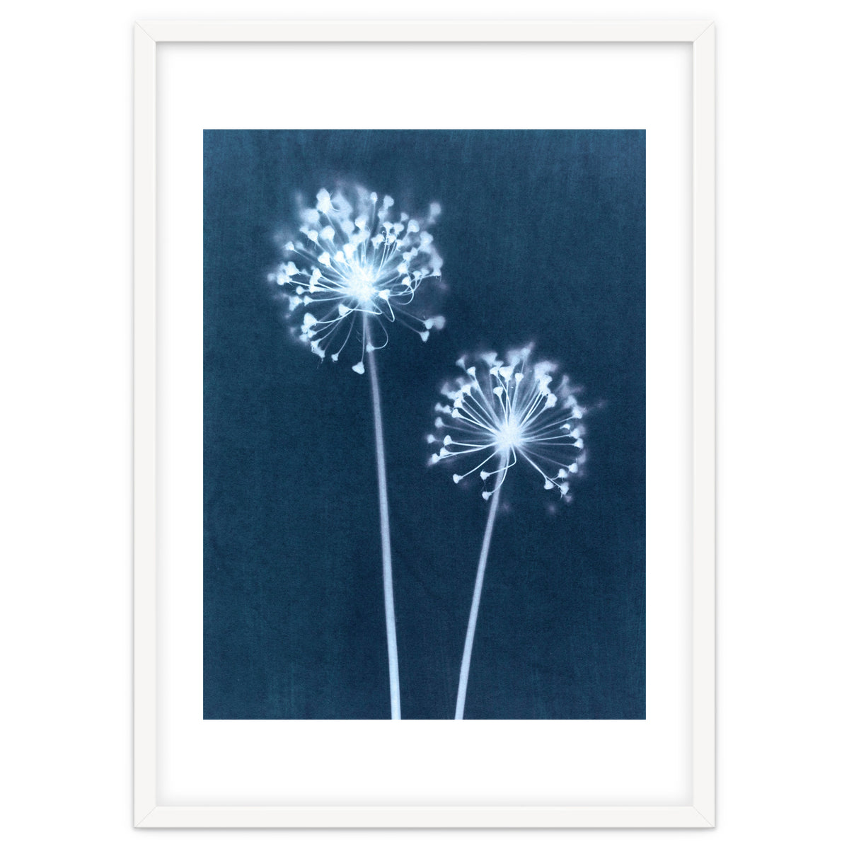 Indigo Dandelion