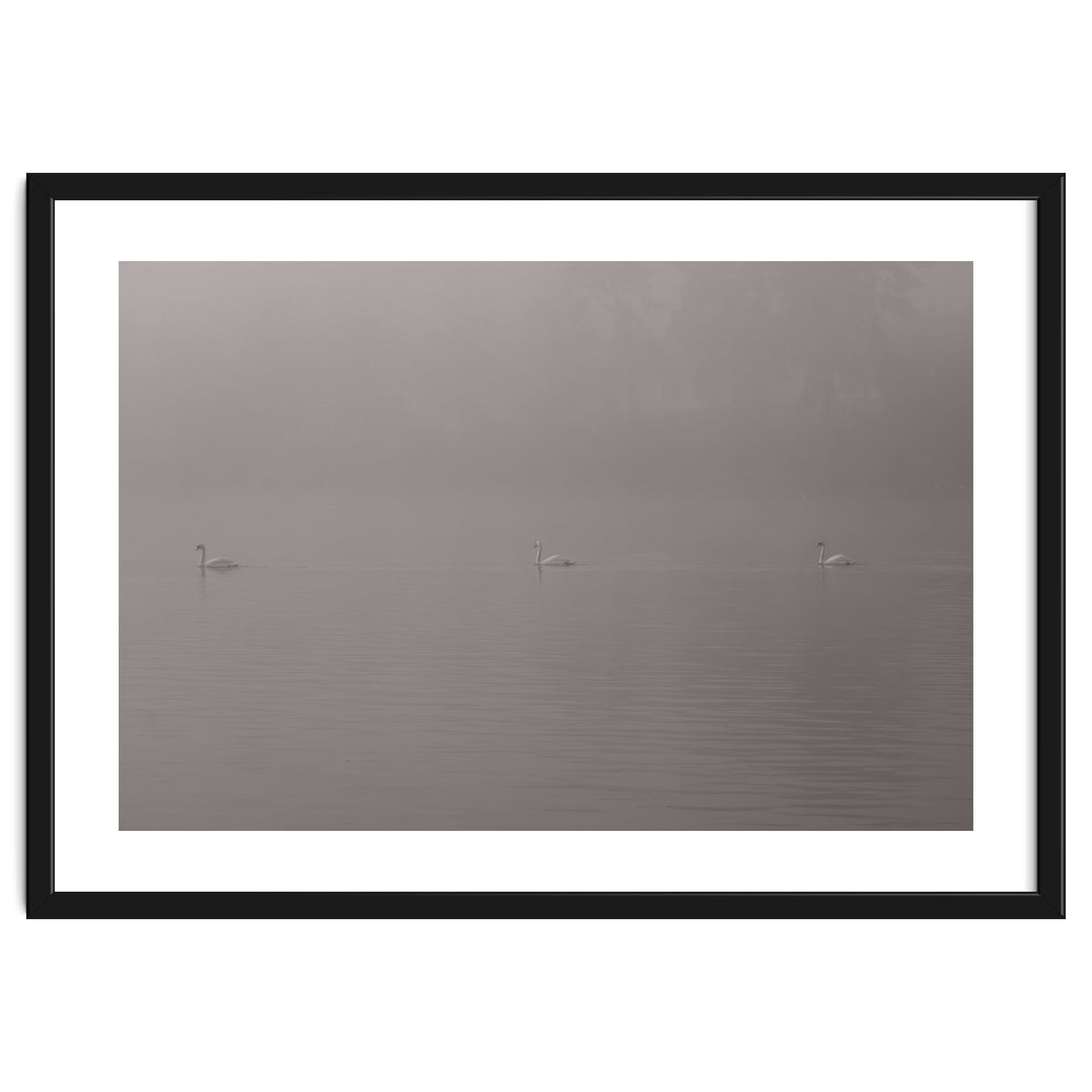 Swans in the mist