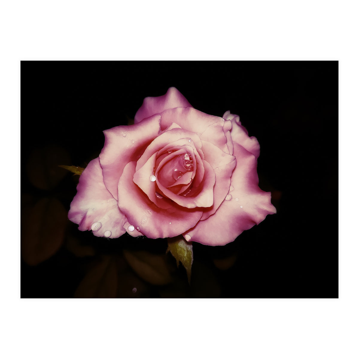 Satin Rose (Print Only)