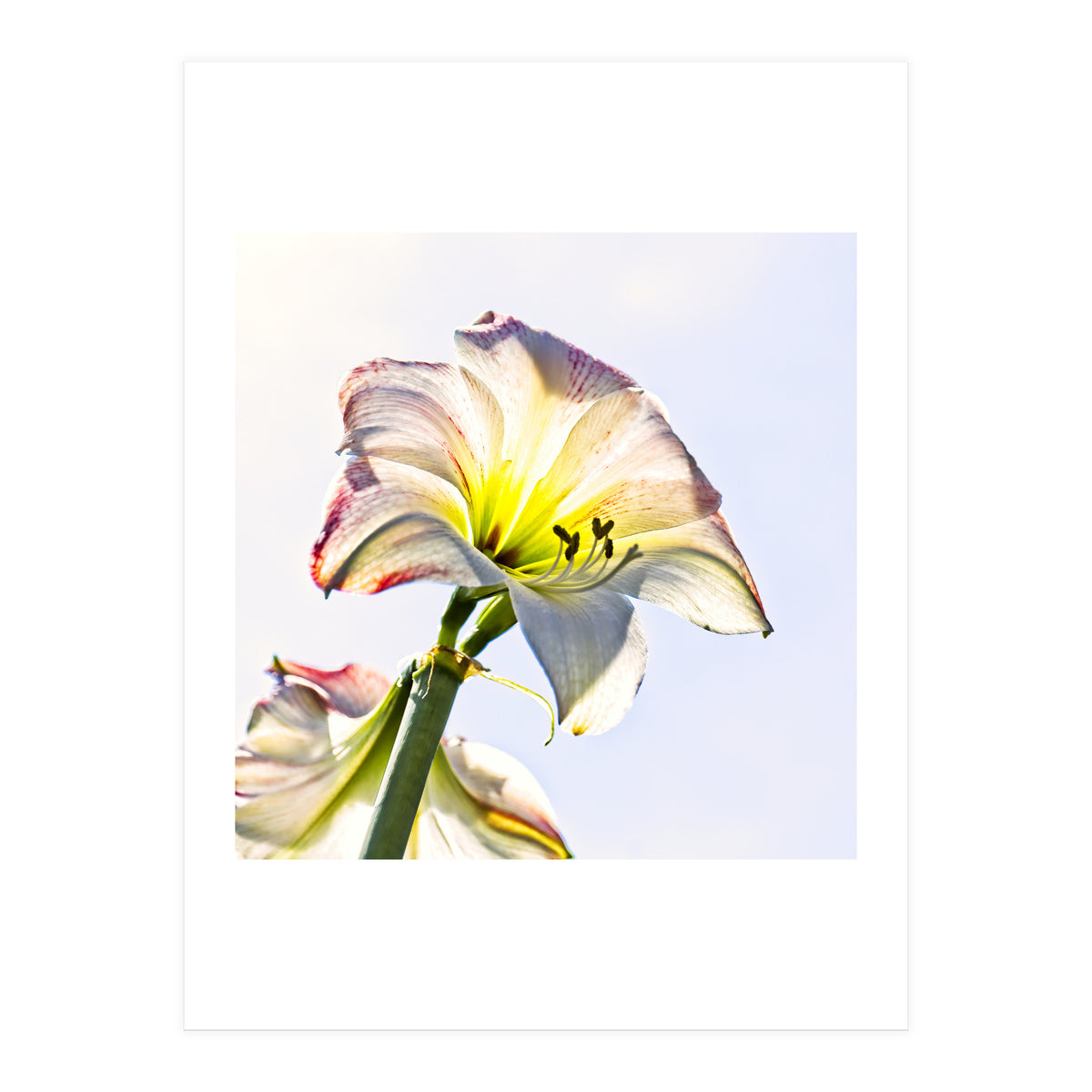 Amaryllis 2 (Print Only)