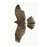 Cc Birds 09 (Print Only) thumbnail