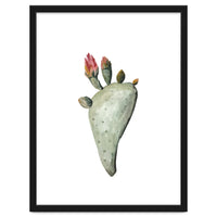 Botanical Illustration Cactus Flowers