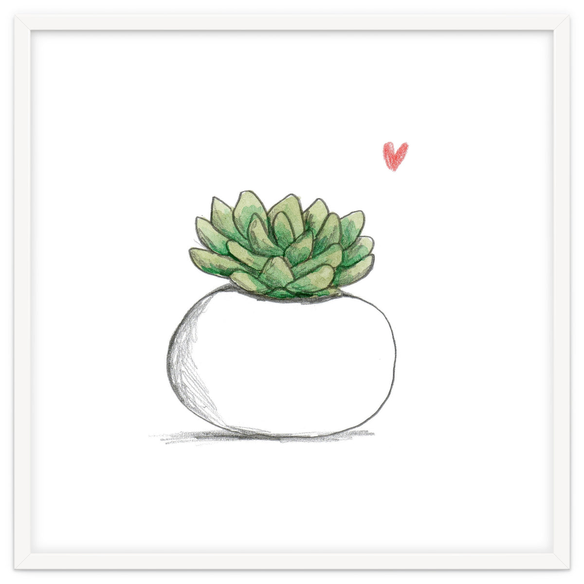 Succulent in Small White Planter